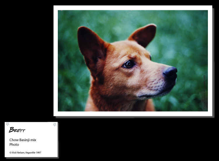 Brett Chow Basenji mix photo portrait