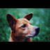 Brett the Chow Basenji mix photo portrait