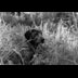 Cooper the Catahoula Lab mix puppy photo portrait