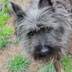 FizzGig the Carin Terrier dog photo portrait