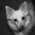 Maggie Mouse the American Eskimo dog photo portrait