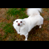 Maggie Mouse the American Eskimo dog photo portrait